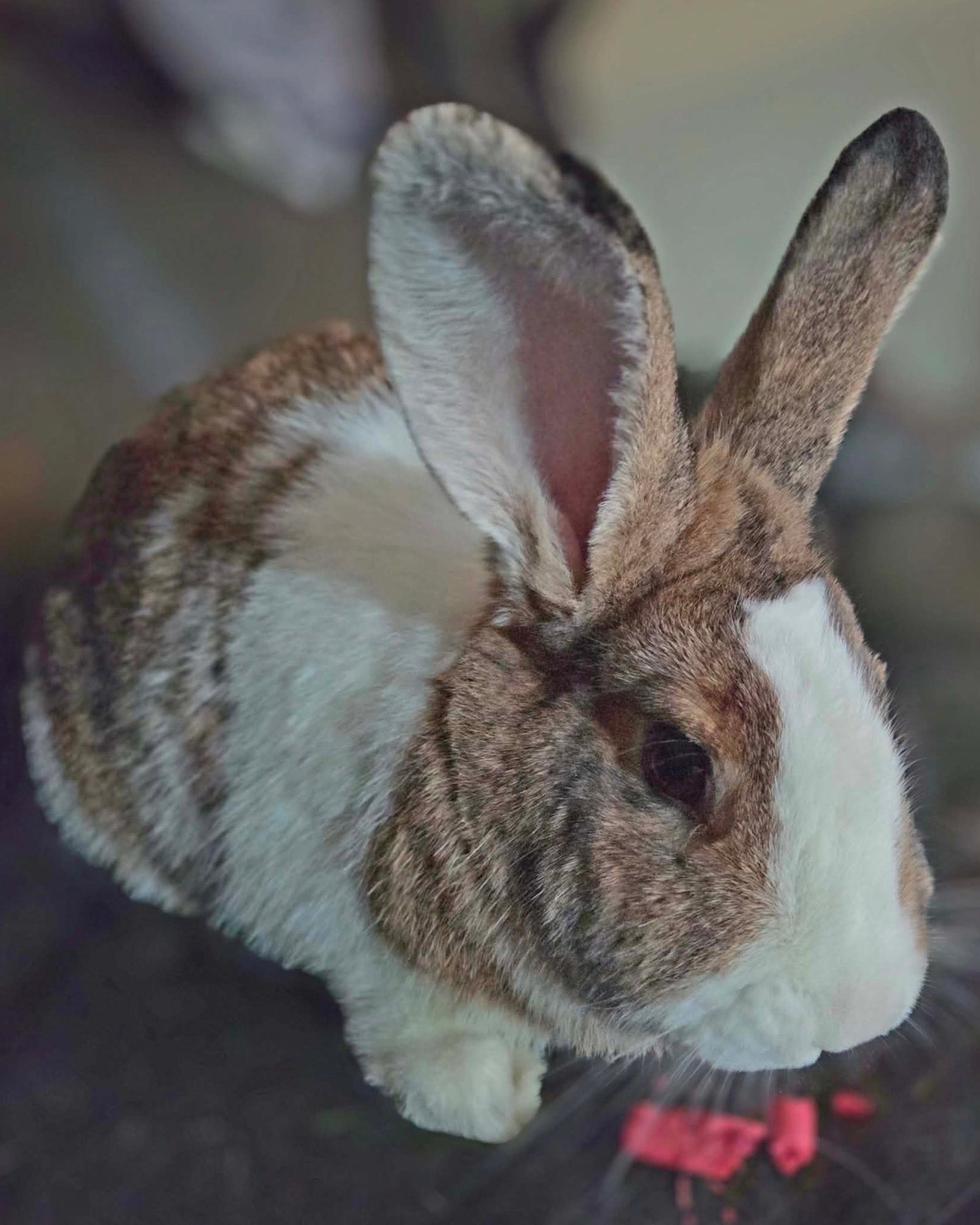 Mochi