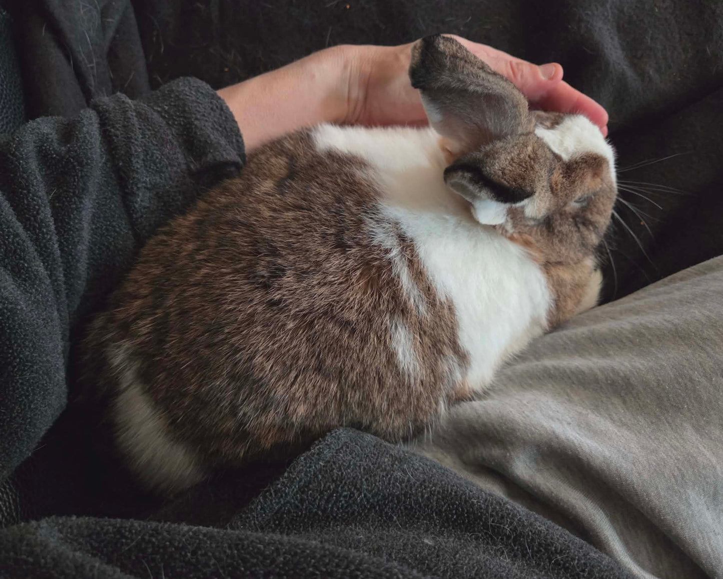 Mochi