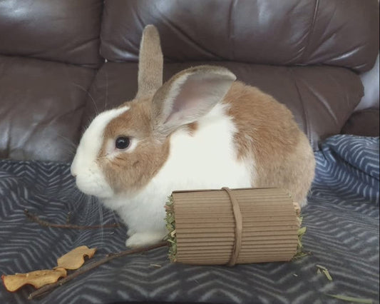 Mochi