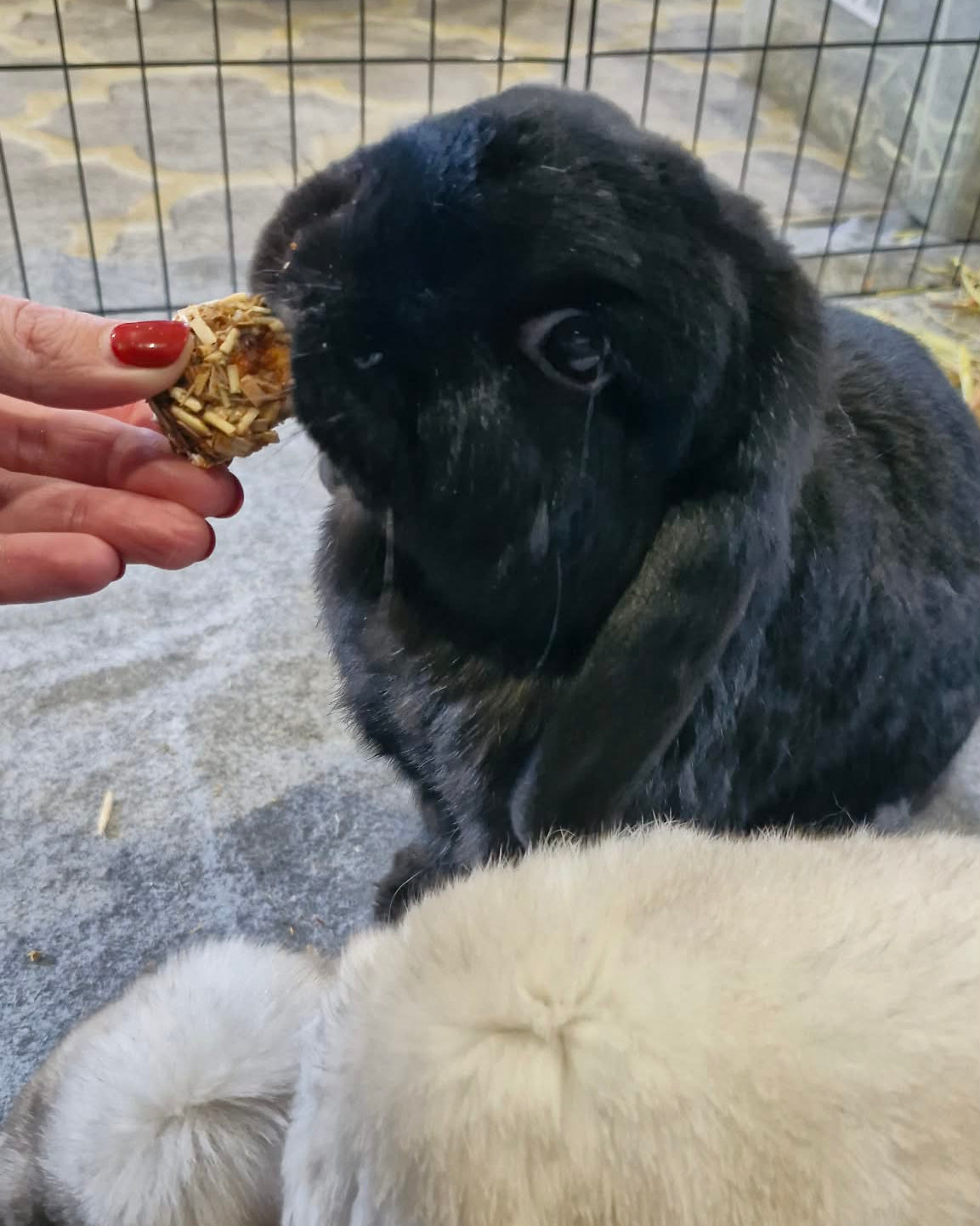 Oreo and Scout