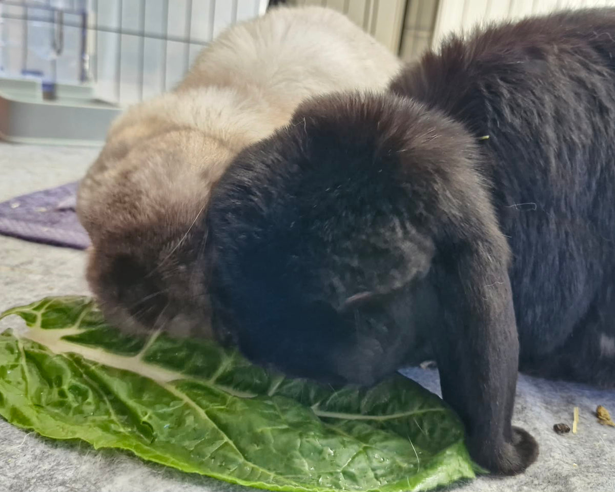 Oreo and Scout
