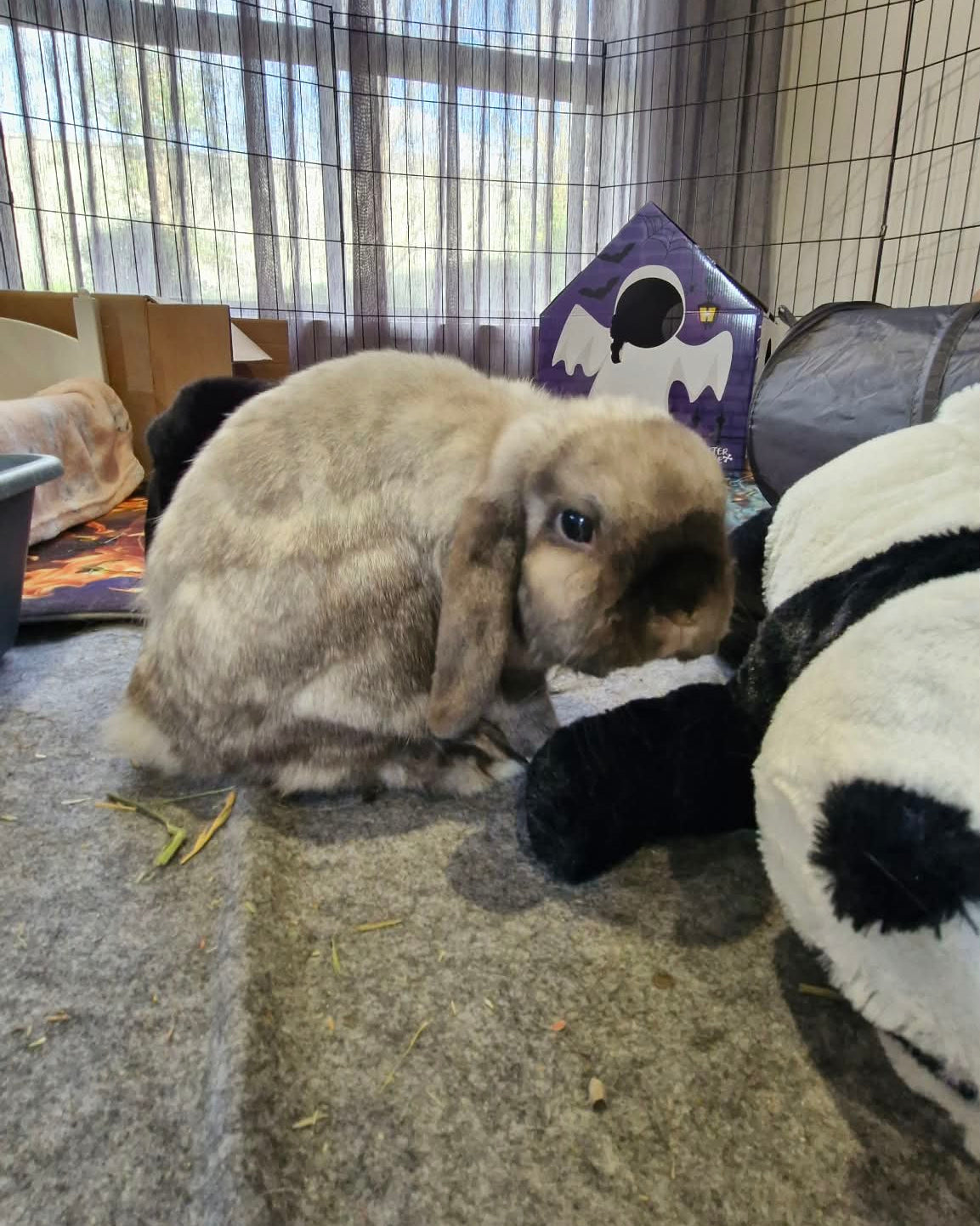 Oreo and Scout