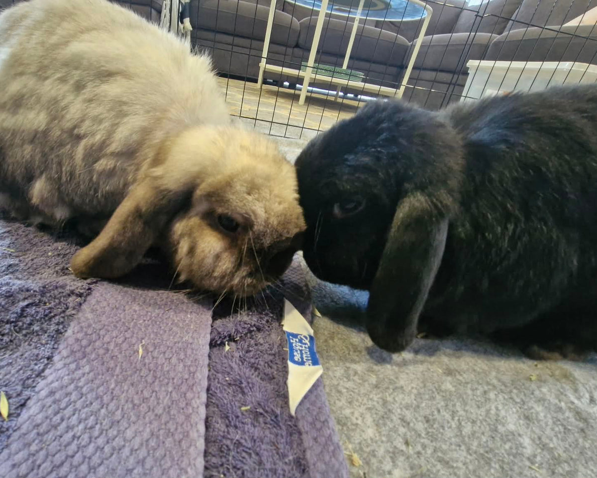 Oreo and Scout