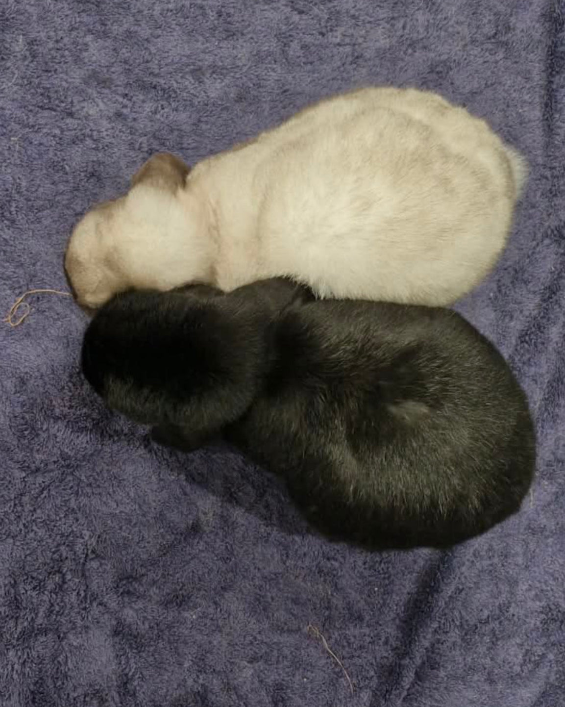 Oreo and Scout
