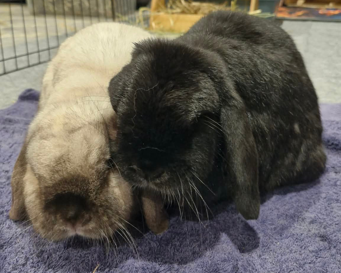 Oreo and Scout