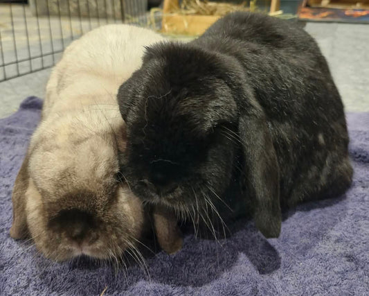 Oreo and Scout
