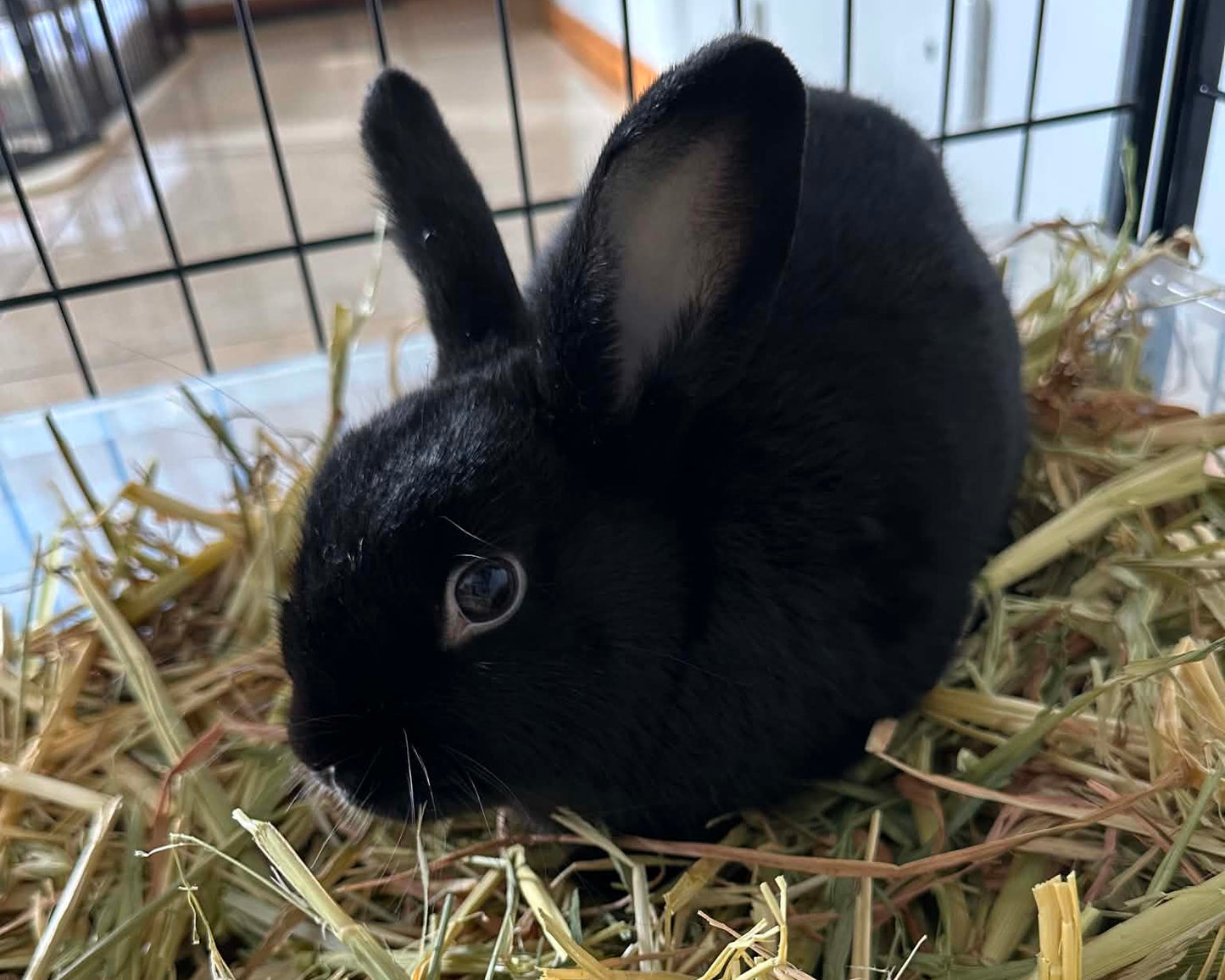 Pepper