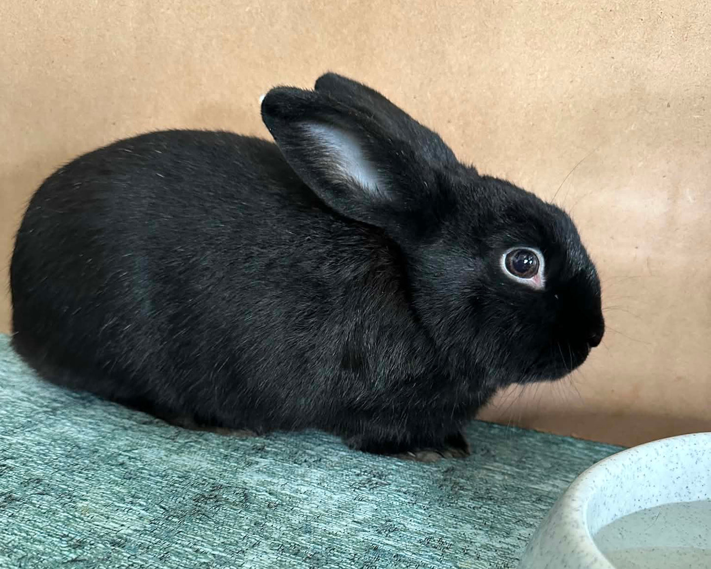Pepper