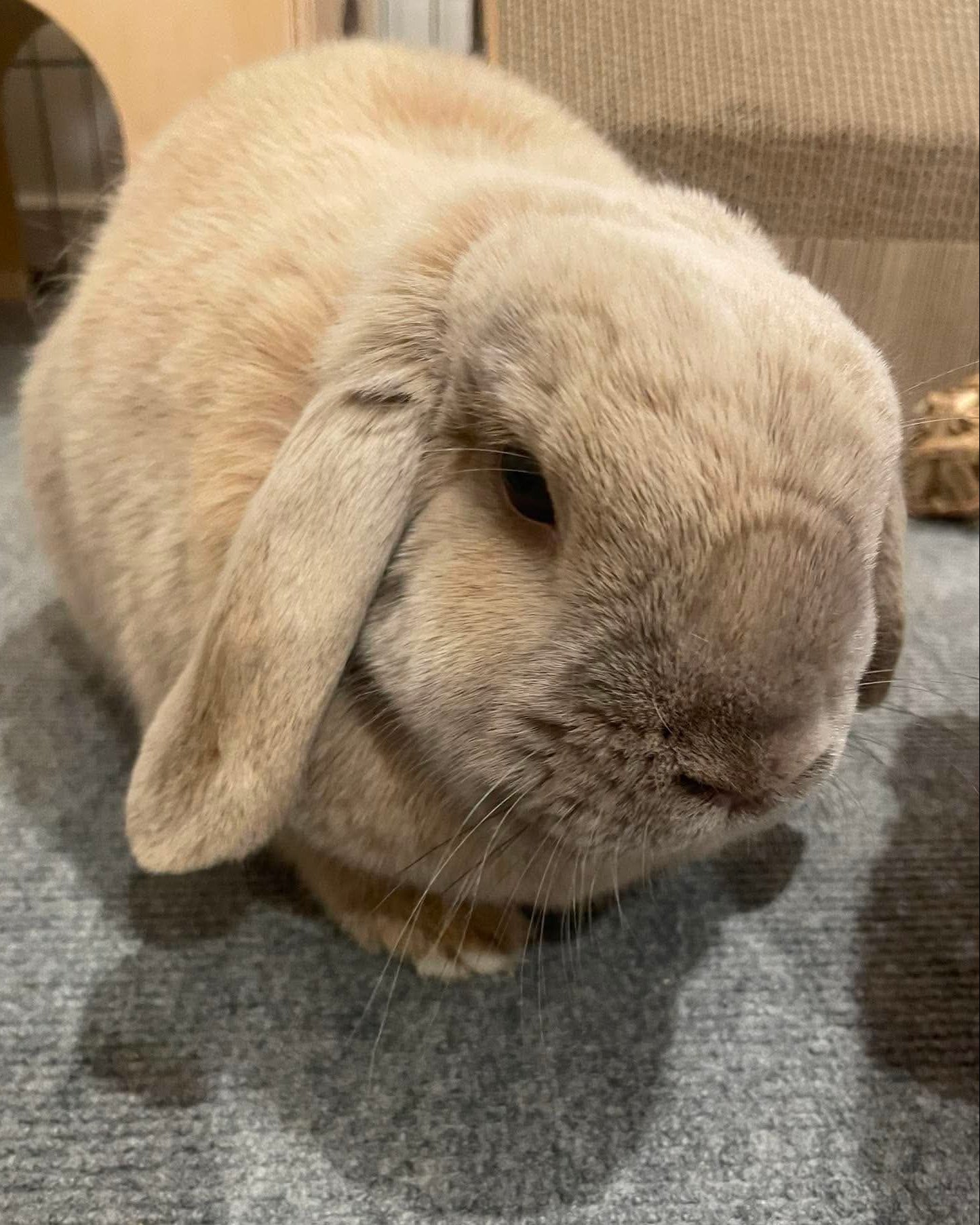 Rupert