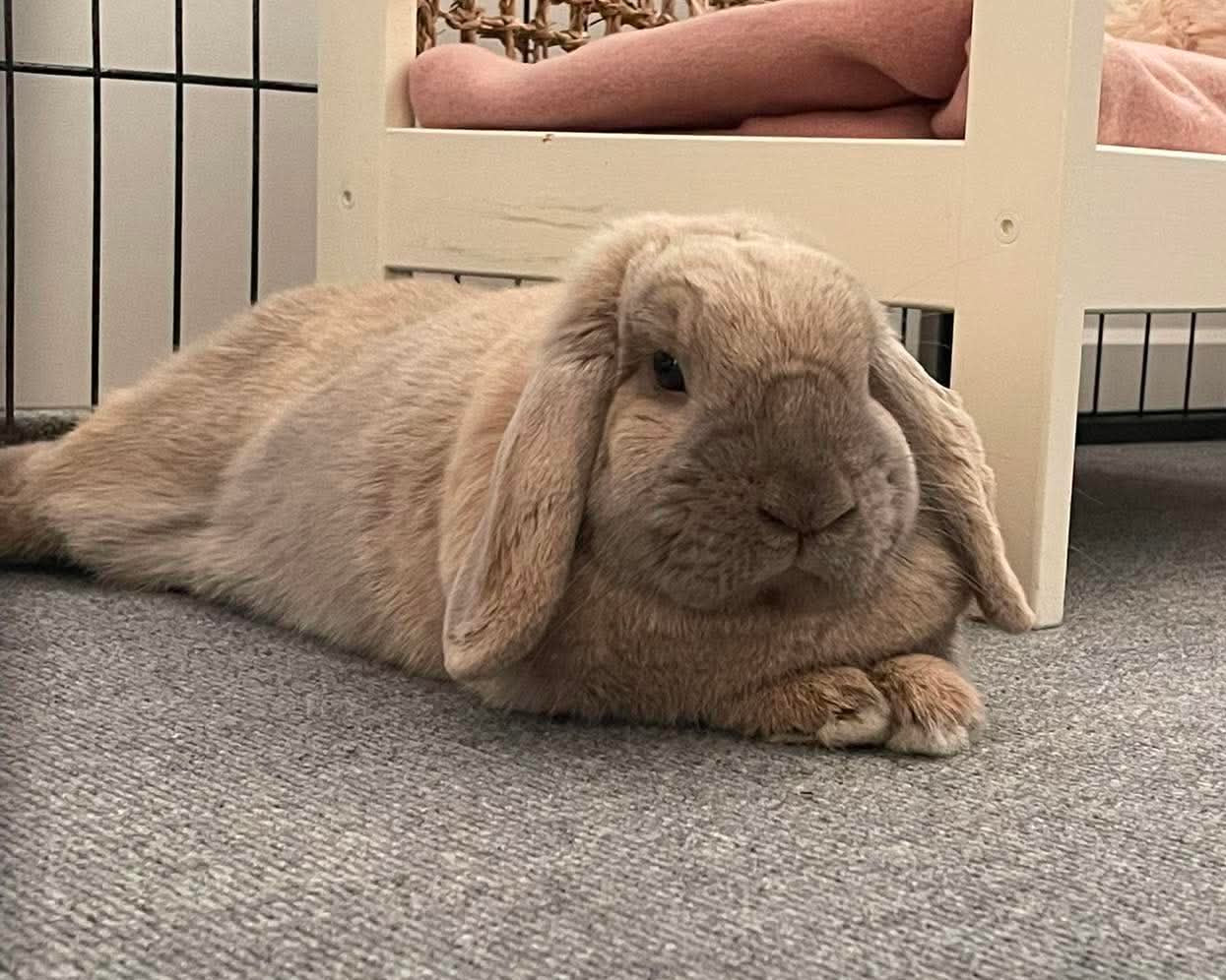 Rupert