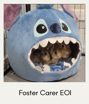 EOI Foster Carer Application