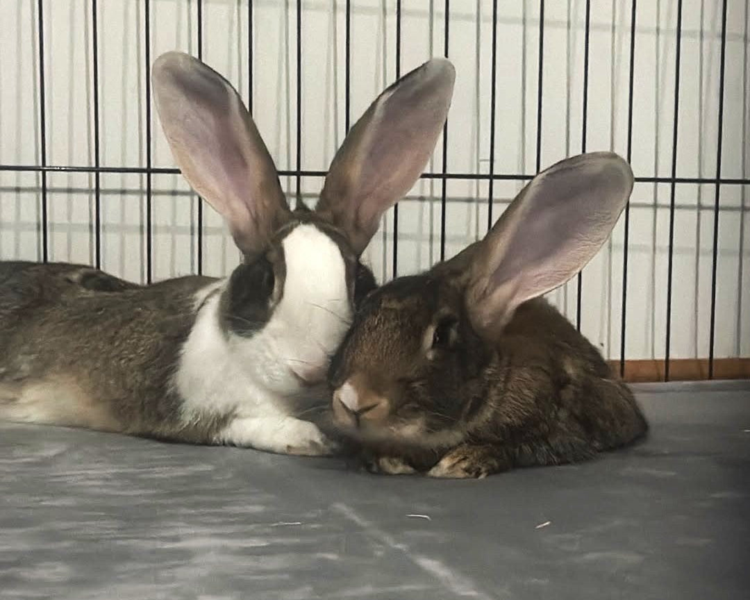 Simon and Lily