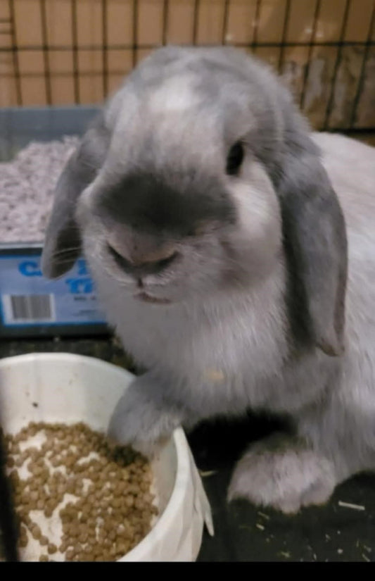 Sophia and Stormy (Pair)  - ASSISTED REHOMING