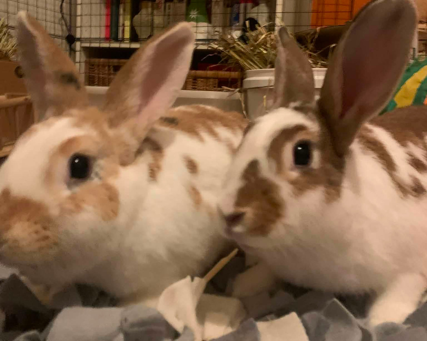 Sophia and Bronson