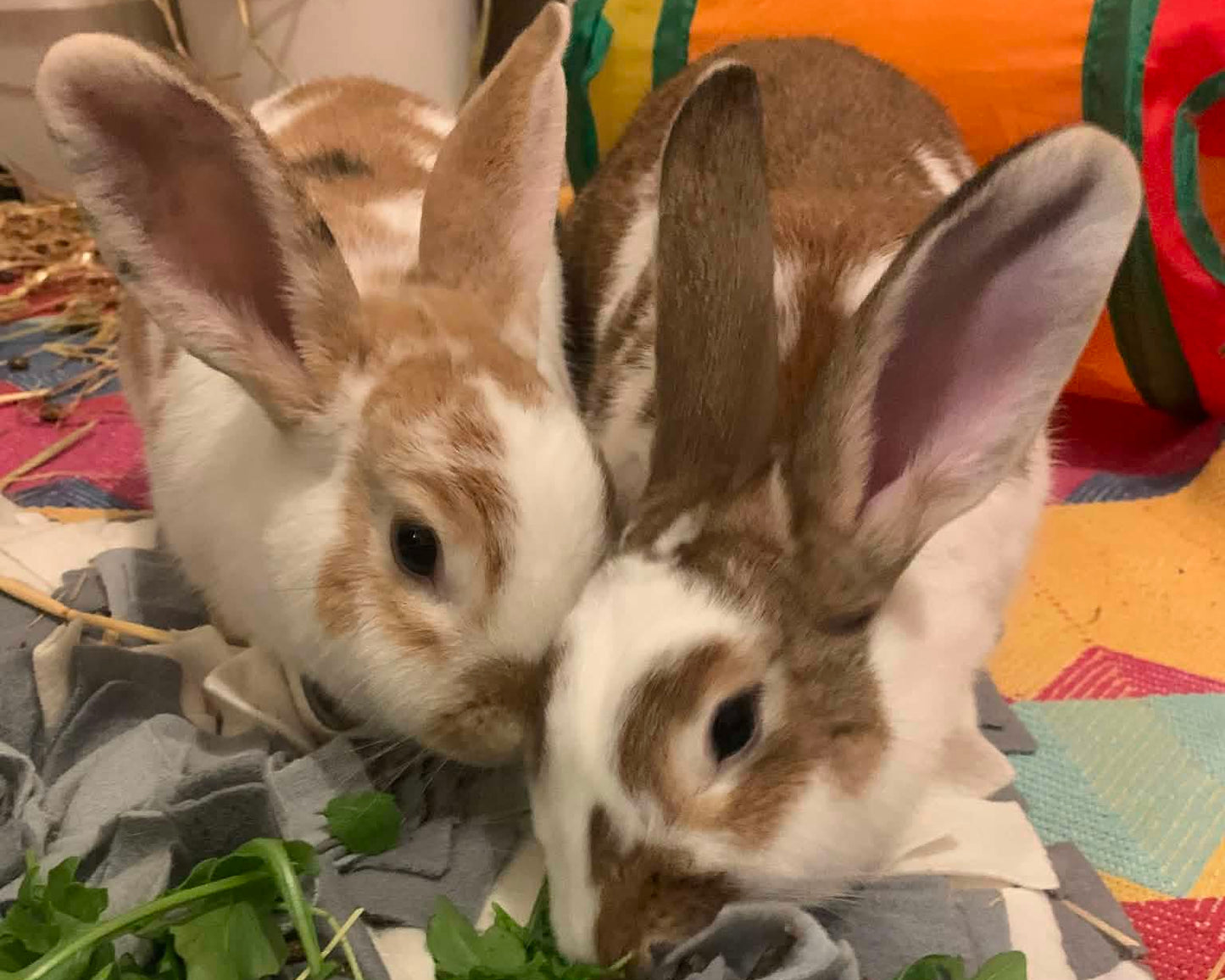 Sophia and Bronson