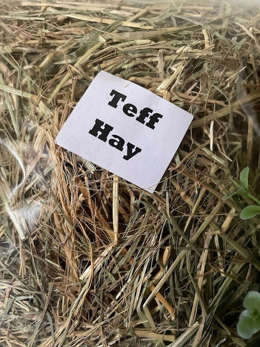 Teff Hay 100gm